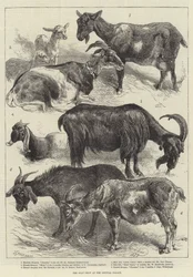 De geitententoonstelling in het Crystal Palace